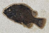 Framed Fossil Fish (Cockerellites) - Wyoming #177300-1